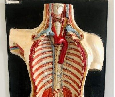 Understanding Thyroid Disorders: Types, Symptoms, and Risk Factors ...