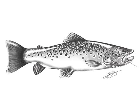 Brown Trout on Behance