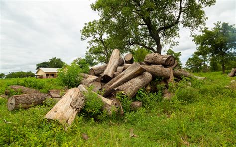 Deforestation, explained | Tree Aid