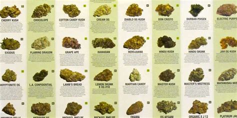 Weed Strain Names Don't Indicate Any Genetic Differences | Inverse