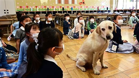 Puppy in the Classroom: Lessons in Life with School Dog Crea | Nippon.com