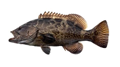 Fish Facts: Baby Gag Grouper - The Jump