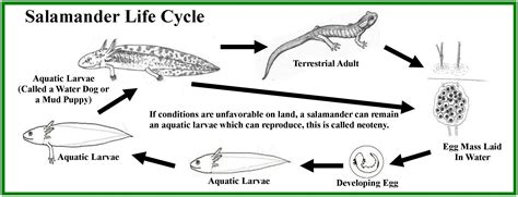 Life cycles, Salamander, Water dog