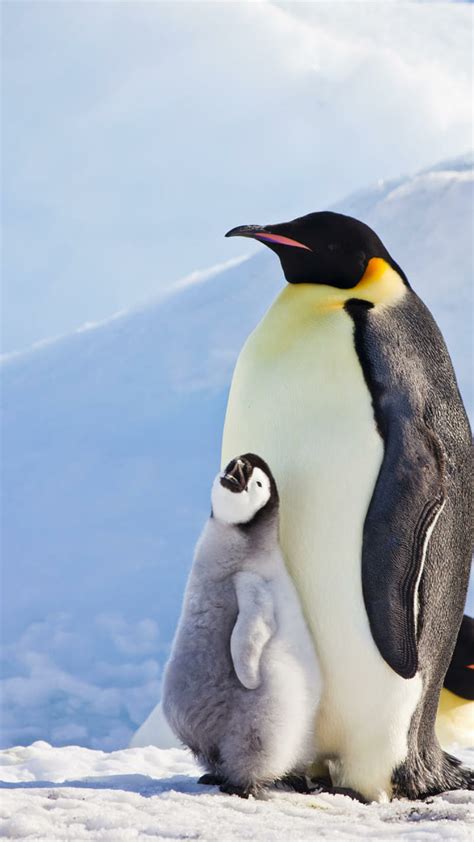 720P free download | Emperor Penguins, cat, cute, cute penguin, dog, emperor penguin, funny ...