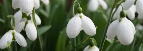 Snowdrops Varieties: What Sets Different Types Of Snowdrops Apart ...