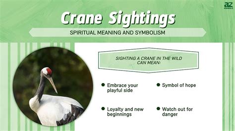 Crane Sightings: Spiritual Meaning and Symbolism - A-Z Animals