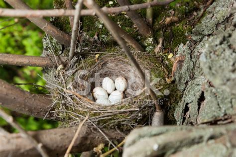 Nest of European Greenfinch (carduelis Chloris) Stock Photos ...