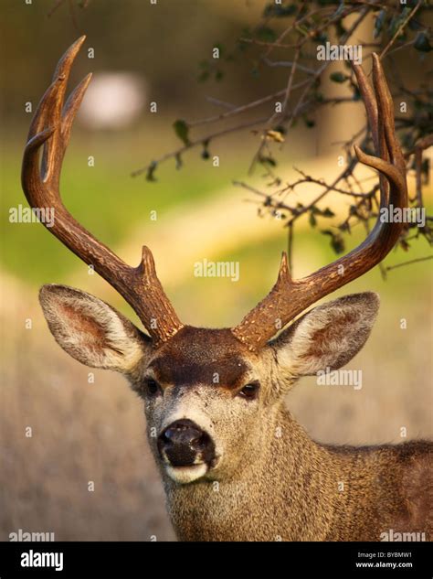 A trophy Black-tailed Deer buck with brown antlers Stock Photo - Alamy