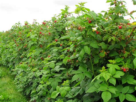 How to Grow and Care for Wild Raspberry Bushes