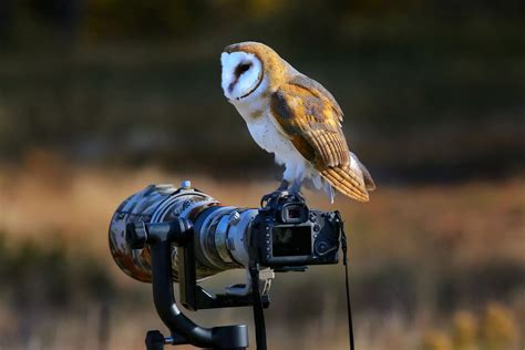 9 Insane Lenses You Won't Believe Are Possible | Bird photography, Owl ...