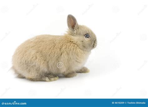 Baby Of Netherland Dwarf Rabbit Royalty-Free Stock Photo ...