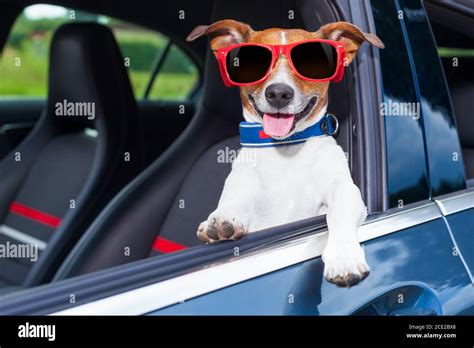 dog window car Stock Photo - Alamy