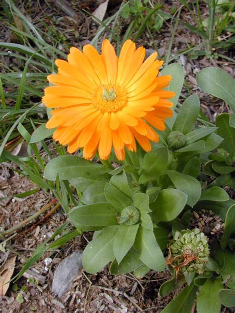 Calendula officinalis (Pot Marigold) | Only Foods