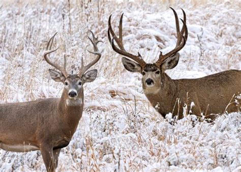 Deer Vs Deer: Unraveling Their Intriguing Interactions and Behavior - widerwild.com