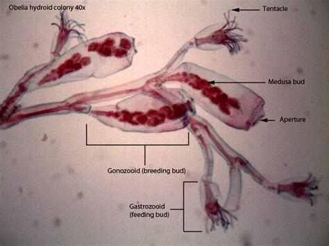 Class Hydrozoa (The hydroids) - Dr. Peat's Biology Page