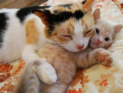 Love is... | Mama cat, Cute cats, Kittens