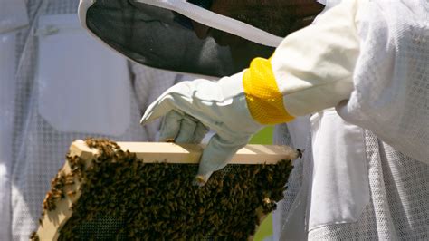 Leon County jail reentry program trains inmates in beekeeping, business