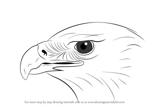 Learn How to Draw an Eagle Head (Bird of prey) Step by Step : Drawing Tutorials