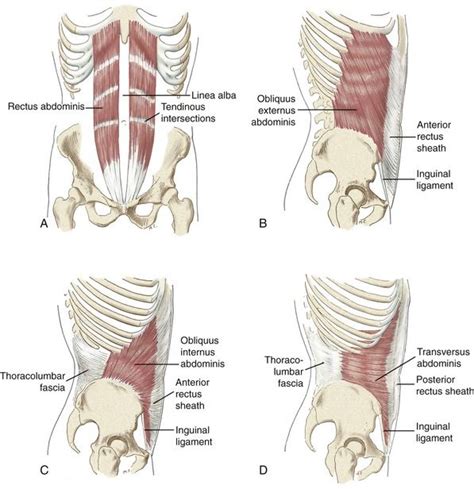 Axial Skeleton: Muscle and Joint Interactions | Muscle, Muscle anatomy ...