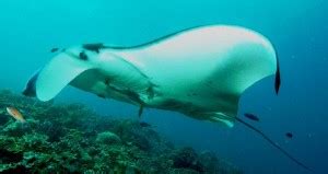 Manta Ray Habitat