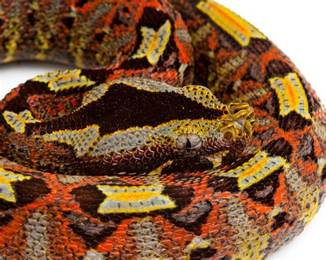 I took a photo of a Rhinoceros Viper (Bitis nasicornis). One of the ...