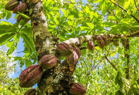 Mondelez Establishes Partnership To Protect Ghana Forests - NCA