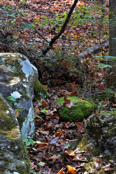 Rocky terrain stock photo. Image of plants, boulders - 102105756