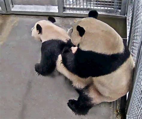 Zwangere panda in Rhenen krijgt geen Chinees bezoek vanwege coronavirus ...