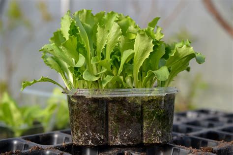 Growing Lettuce from Seed in Pots – Sara's Kitchen Garden