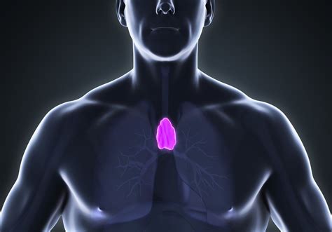 Thymus: Facts, Function & Diseases | Lymphatic system, Lymphatic, Sarcoma awareness