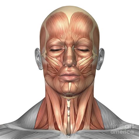 Human Face Anatomy For Artists