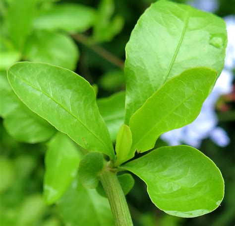 Plumbago auriculata - Trees and Shrubs Online