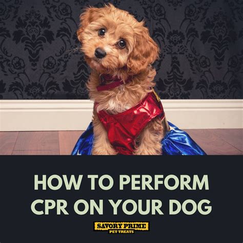 How To Perform Dog Cpr