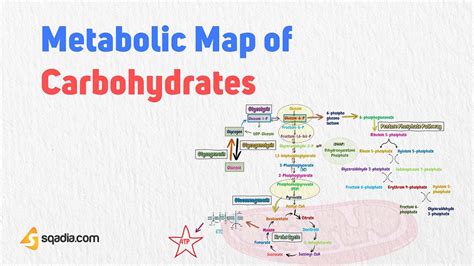 Pathway Of Carbohydrate Metabolism