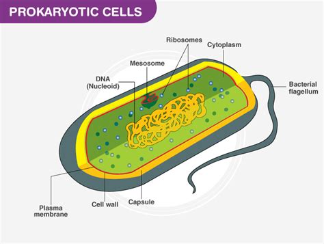 Non photosynthetic prokaryotic cell