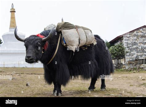 Yak in Nepal Stock Photo - Alamy