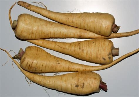 How to Grow Parsnips - MSU Extension