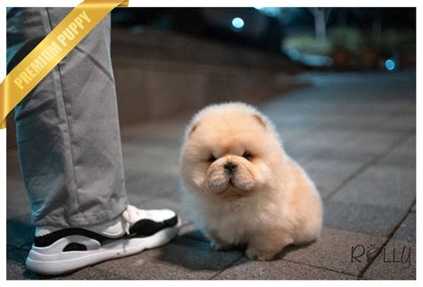 Pomeranian Teacup Chow Chow Price - Pets Lovers