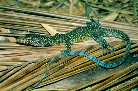 Blue Tailed Monitor Facts and Pictures | Reptile Fact