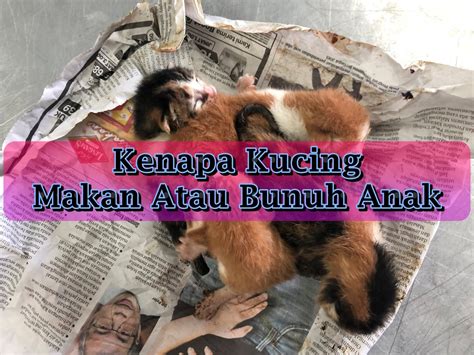 Kenapa Kucing Makan Atau Bunuh Anak?