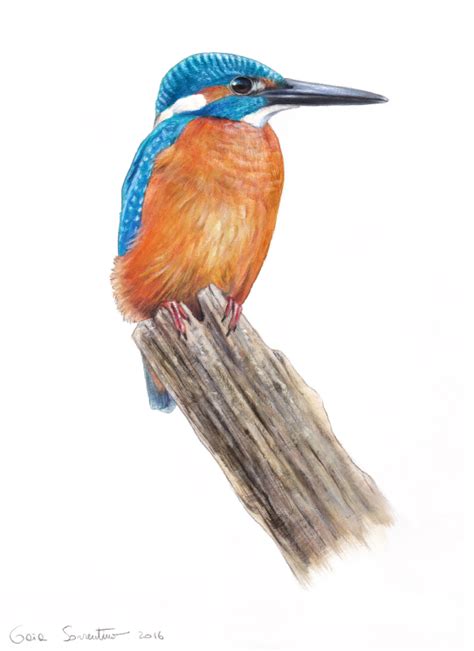 Kingfisher - acrylic painting on Behance