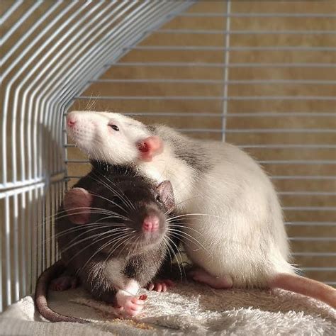 Dumbo Rat - Overview, Traits, and Care Tips for Adorable Pets - Learn About Nature