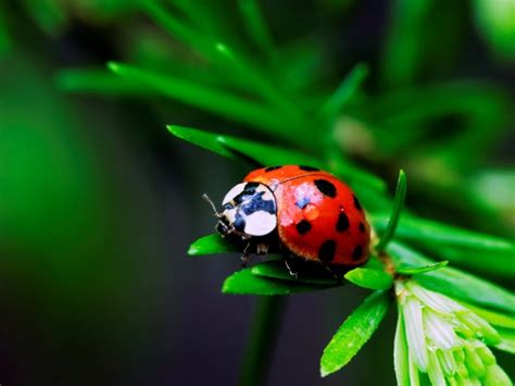 Free download 21 Lady Bug Wallpapers Backgrounds Images FreeCreatives ...