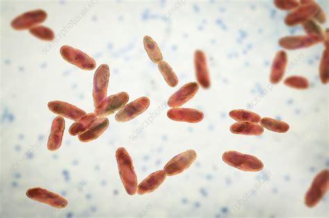 Aeromonas bacteria, illustration - Stock Image - F038/1140 - Science ...