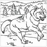 Free Printable Wolf Coloring Pages sketch template