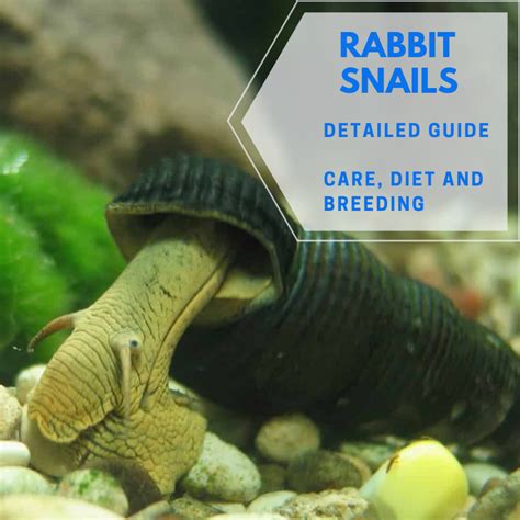 Rabbit Snail – Detailed Guide: Care, Diet and Breeding | Snail, Parrot toys, Rabbit