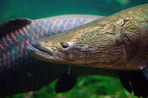 Arapaima Gigas: Characteristics, reproduction and more.