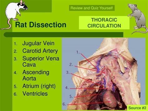 Labelled Rat Dissection Diagram