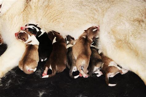 Six-Week-Old Puppy Feeding Schedule | PetvBlog