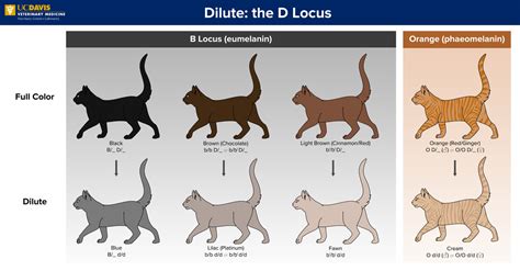 Veterinary Genetics Laboratory - Feline Coat Color